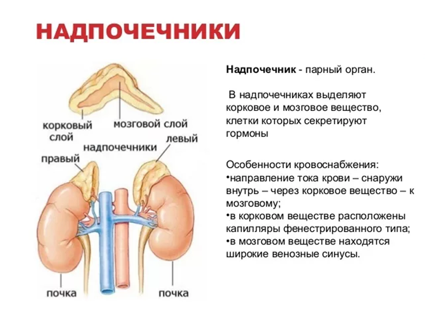 Гормоны надпочечников картинка